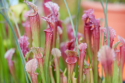 Plante carnivore : Sarracenia